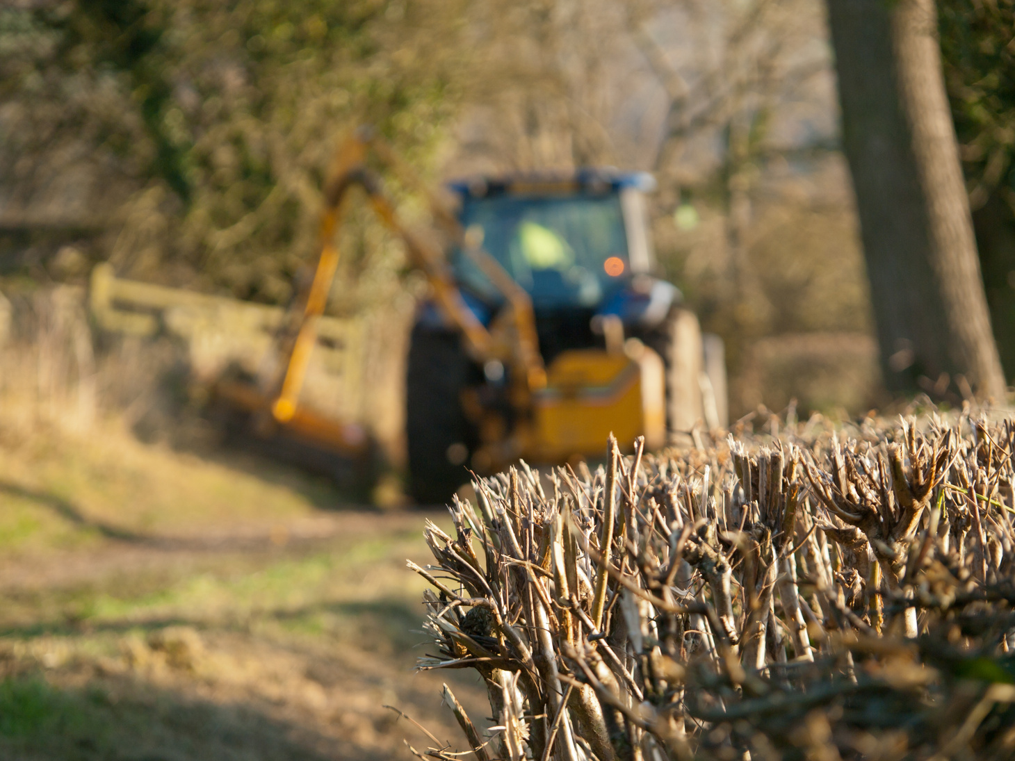 Hedge Trimming