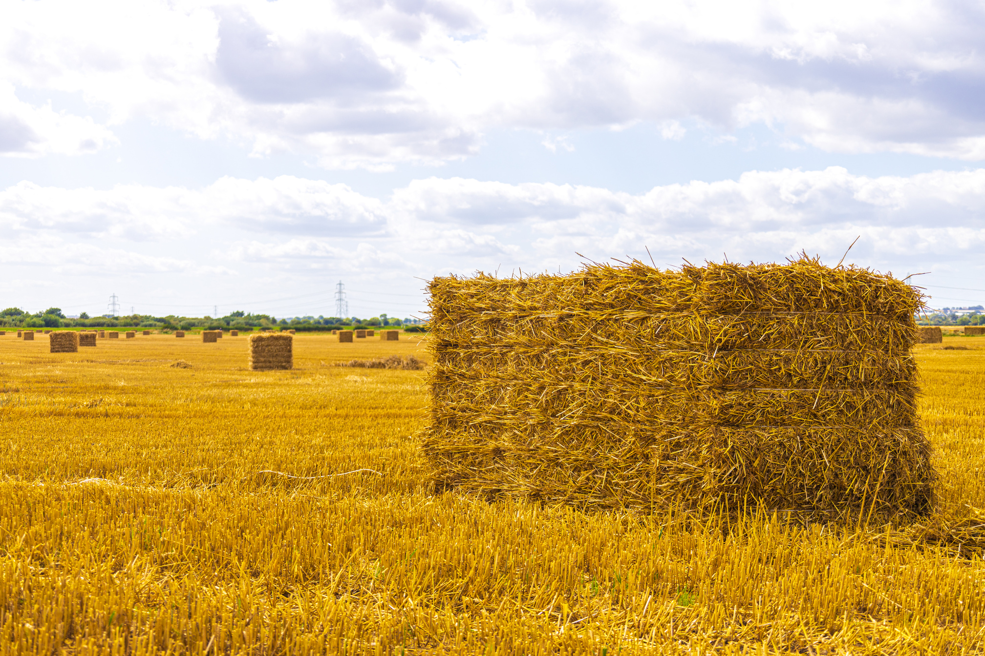 Wheat Field Hay Bail